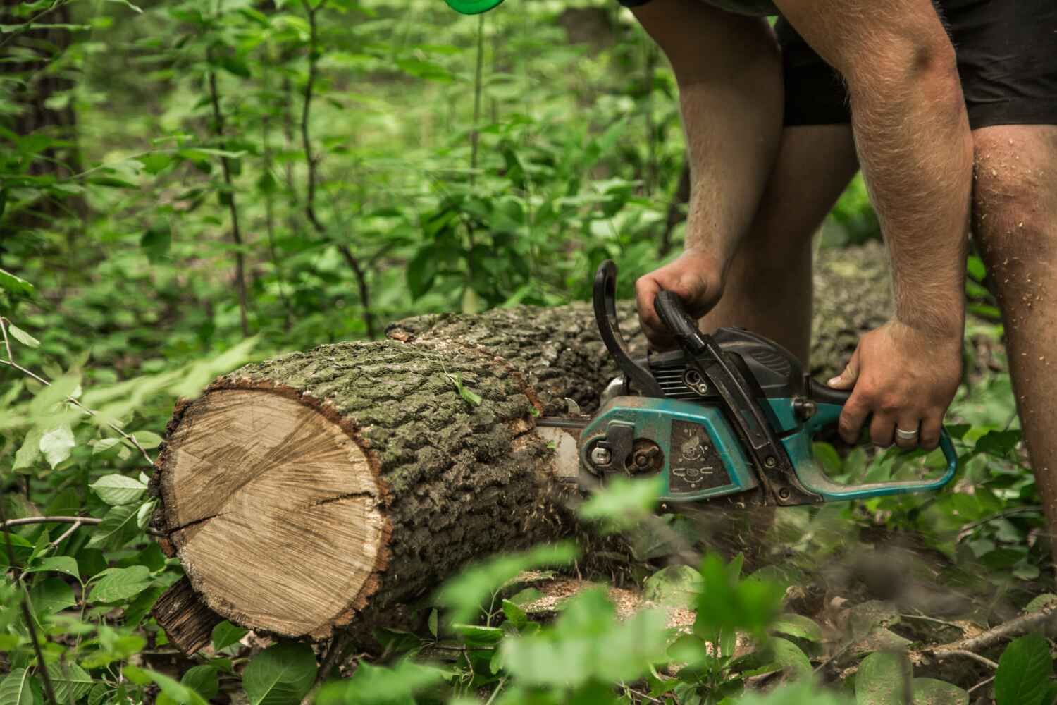 The Steps Involved in Our Tree Care Process in Springtown, TX